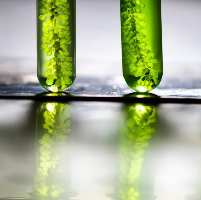 Governo aprova aumento do biodiesel no diesel para 12%